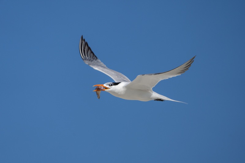 Royal-Tern-with-fish-for-young-_A1B6513-Jacksonville-FL