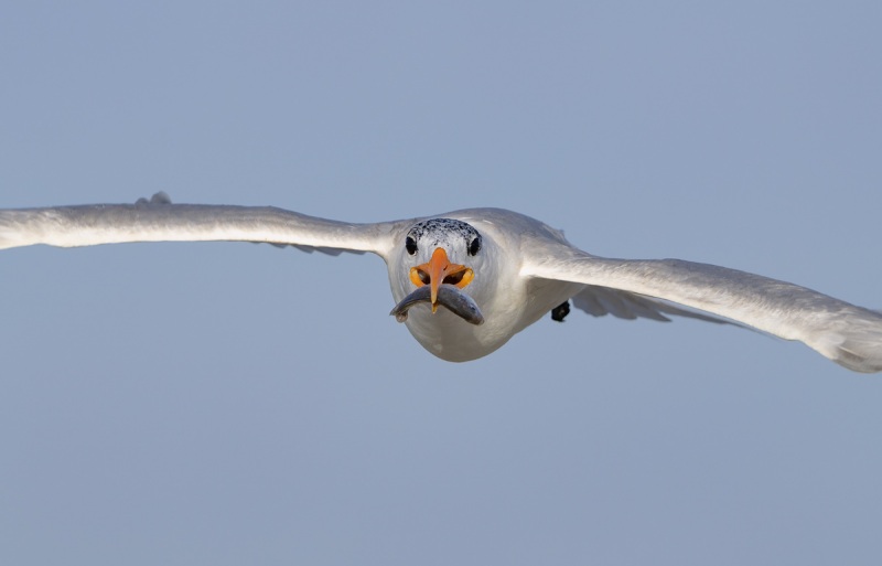 Royal-Tern-with-fish-for-young-_A1B9750-Jacksonville-FL