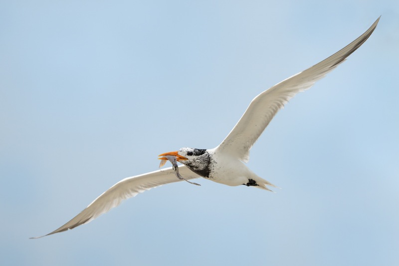 Royal-Tern-with-squid-_A1B7985-Jacksonville-FL-copy