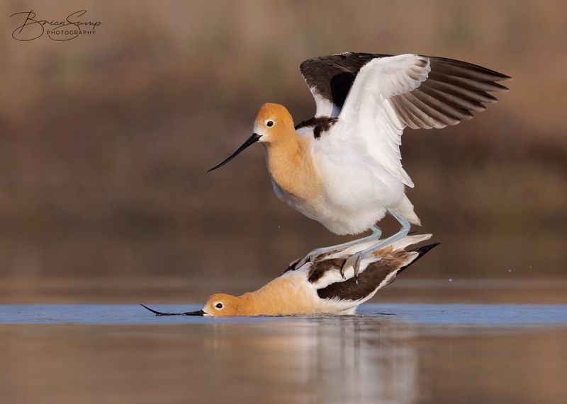 SUMP-avocets-v3