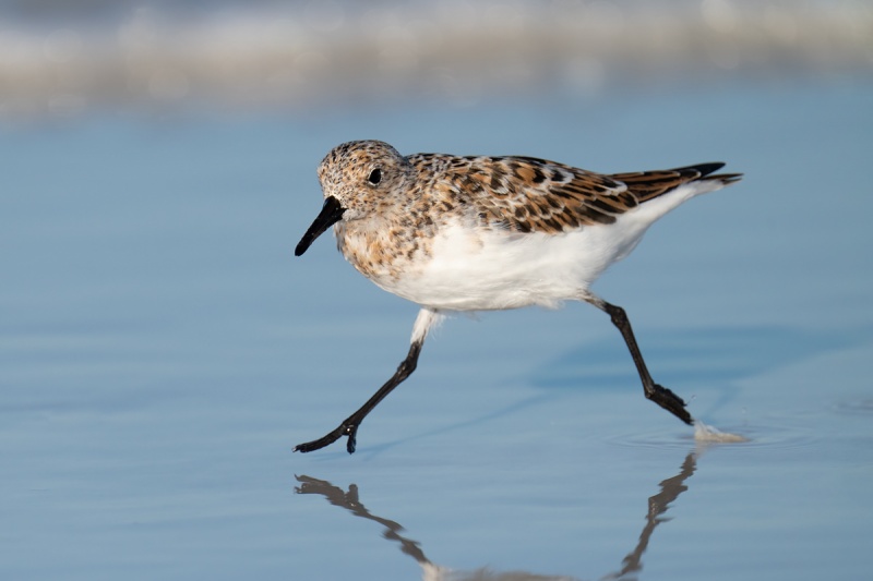 Sanderling-breeding-plumage-running-_A1A9687-Fort-DeSoto-Park-Tierra-Verde-FL-