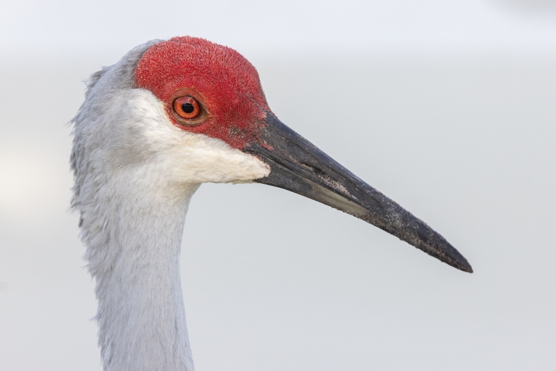 Sandhill-Crane-adult-head-portrait-_Q5A6525-Indian-Lake-Estates-FL