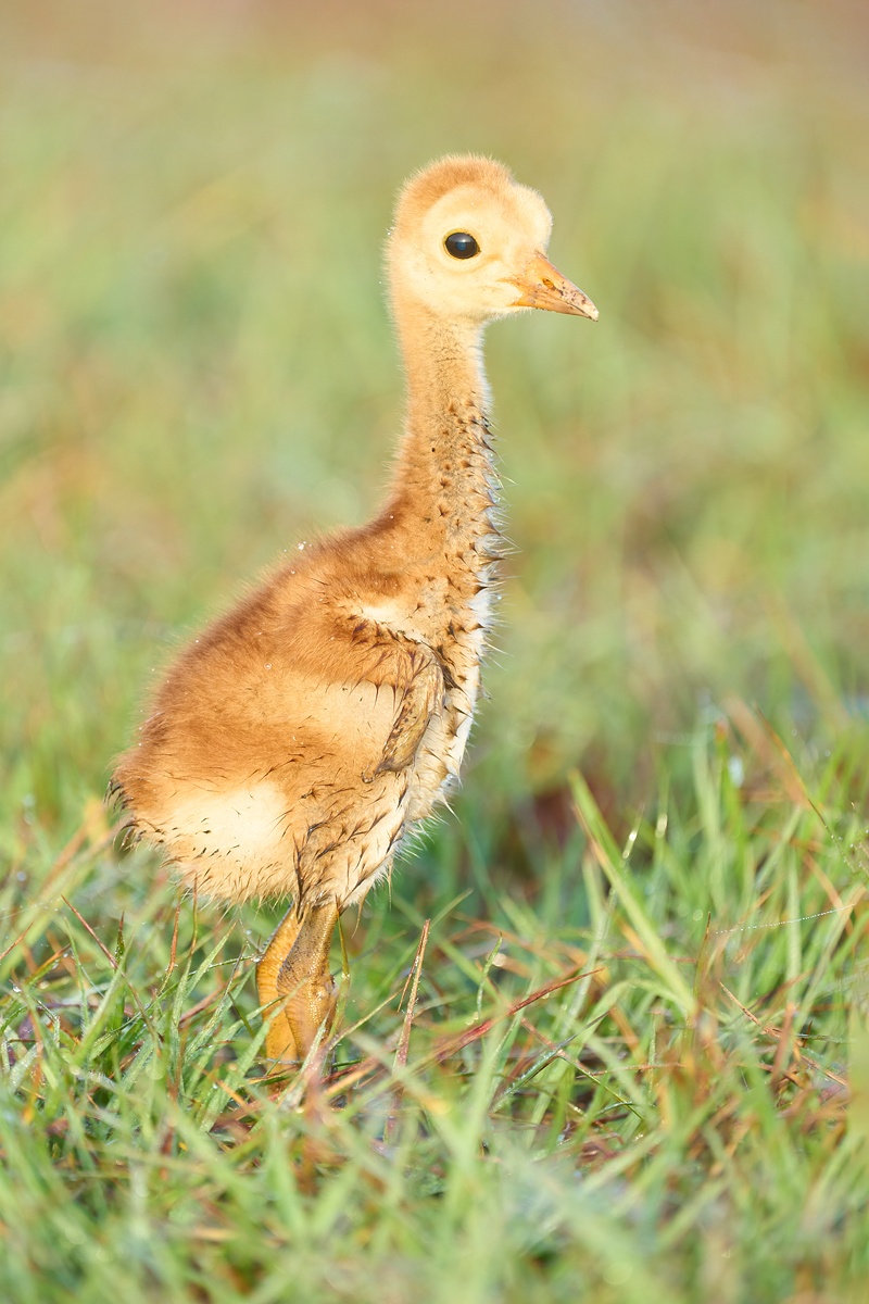 Sandhill-Crane-chick-3-days-old-VERT-_A1A0703-Indian-Lake-Estates-FL