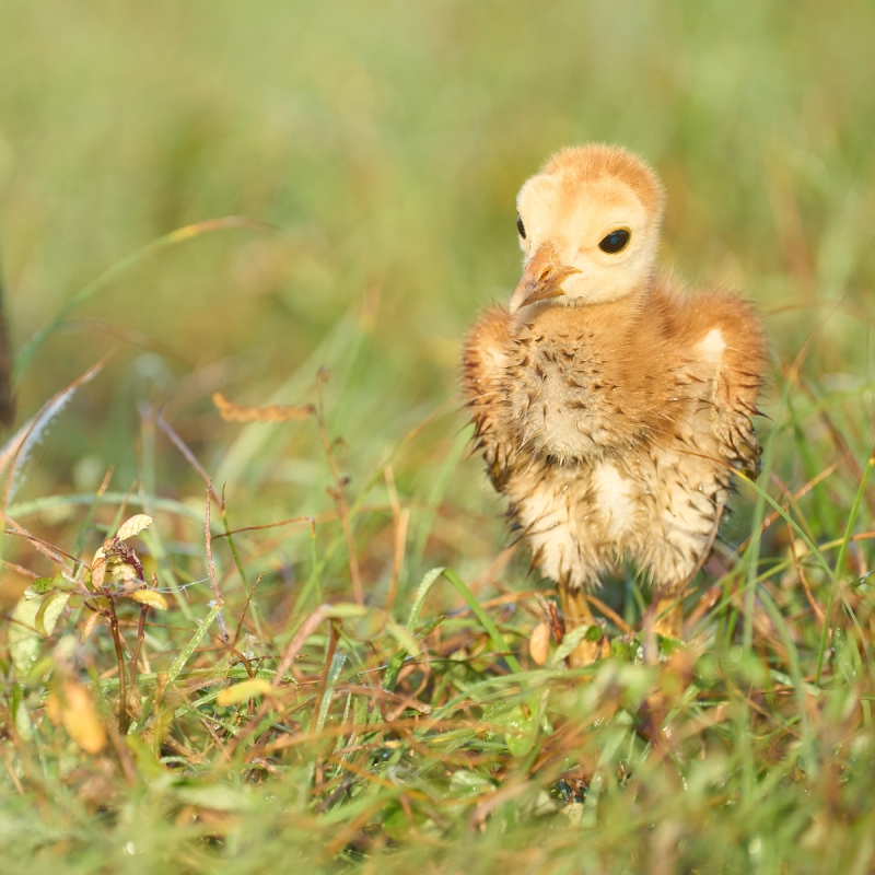 Sandhill-Crane-chick-3-days-old-and-wet-in-grass-_A1A0777-Indian-Lake-Estates-FL