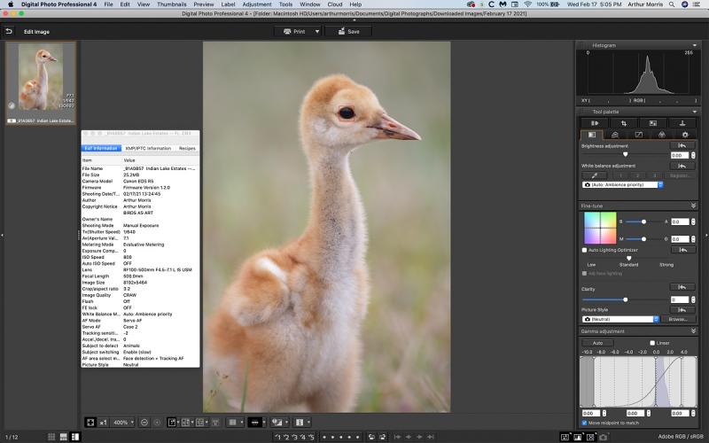 Sandhill-Crane-chick-DPP-4-1