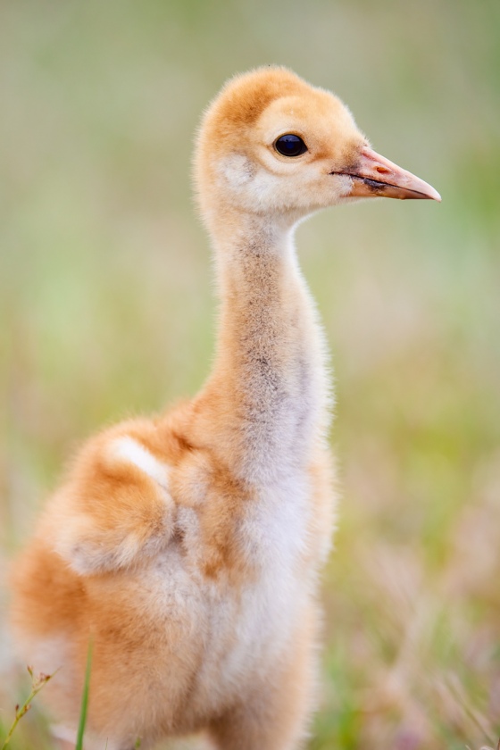 Sandhill-Crane-chick-_91A0857-Indian-Lake-Estates-FL