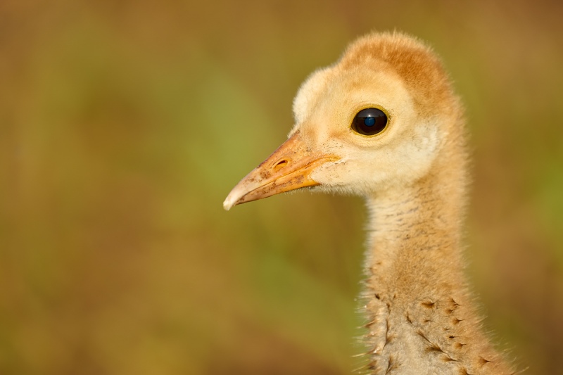 Sandhill-Crane-chick-head-portrait-_A1A5951-Indian-Lake-Estates-FL