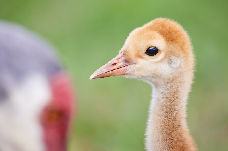 Sandhill-Crane-chick-oof-adult-_91A1019-Indian-Lake-Estates-FL