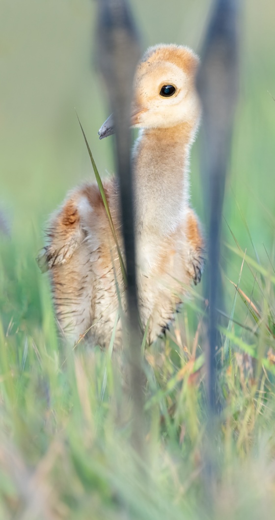 Sandhill-Crane-chick-thru-adults-legs-_A1B7110-Indian-Lake-Estates-FL-