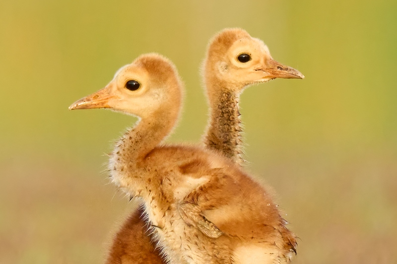 Sandhill-Crane-chick-twins-HUGE-CROP-_A1A5560-Indian-Lake-Estates-FL