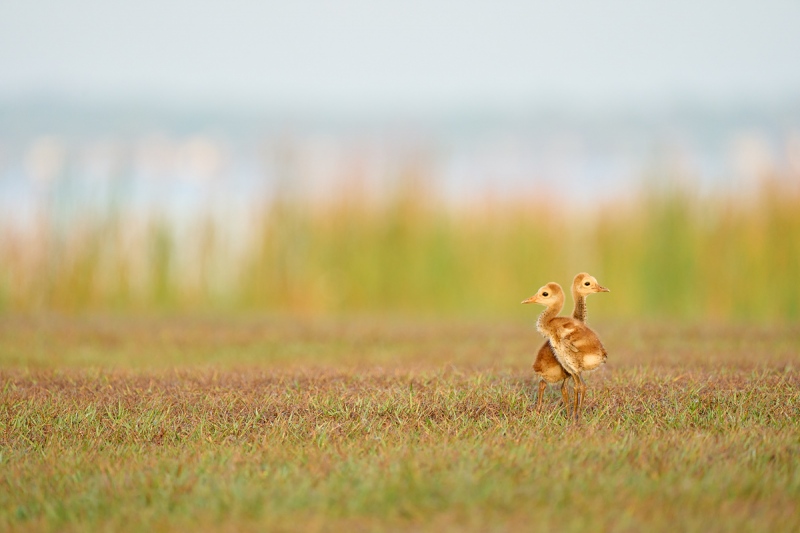 Sandhill-Crane-chick-twins-six-days-old-_A1A5560-Indian-Lake-Estates-FL