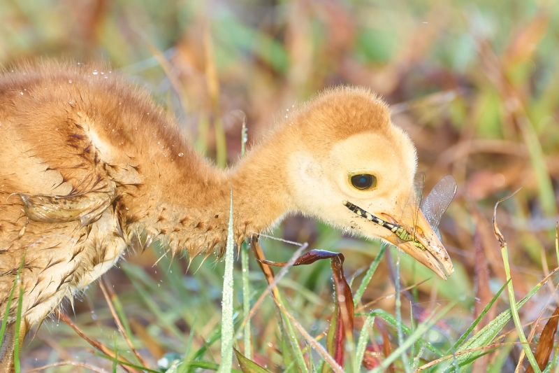 Sandhill-Crane-chick-w-dragonfly-_A1A0581-Indian-Lake-Estates-FL