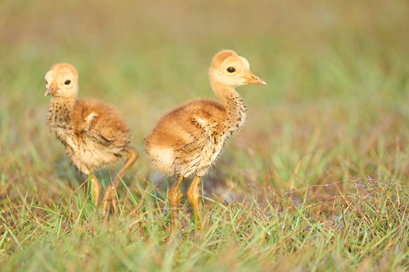 Sandhill-Crane-chicks-wet-3-days-old-_A1A0668-Indian-Lake-Estates-FL