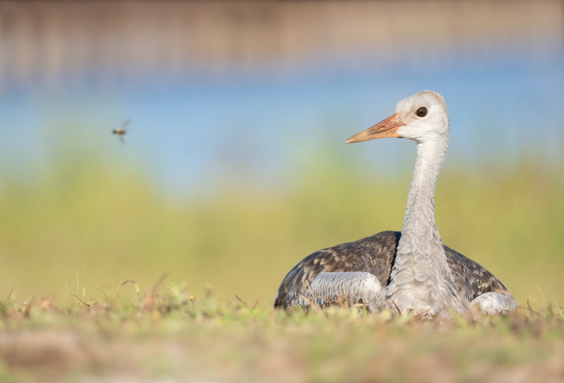 Sandhill-Crane-colt-and-bee-_A1B3247-Indian-Lake-Estates-FL-