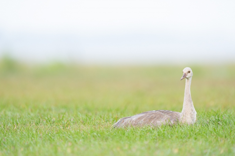 Sandhill-Crane-colt-resting-_A1B8733-Indian-Lake-Estates-FL-