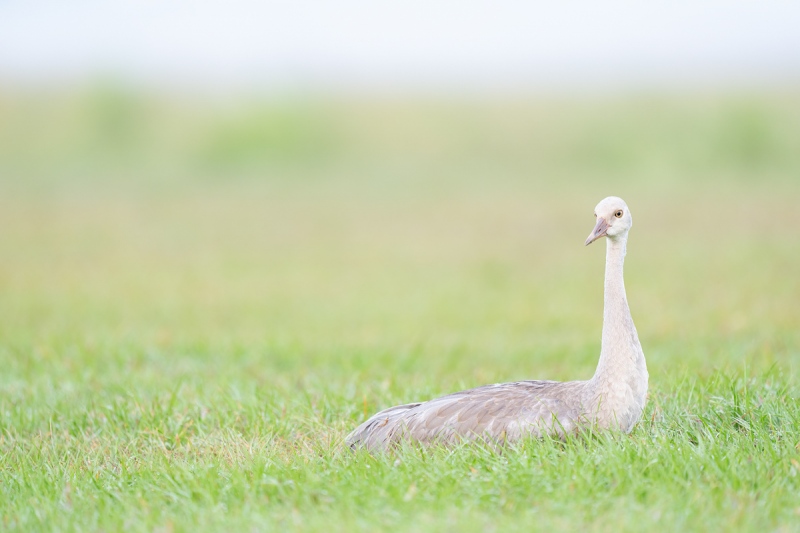 Sandhill-Crane-colt-resting-_A1B8741-Indian-Lake-Estates-FL-