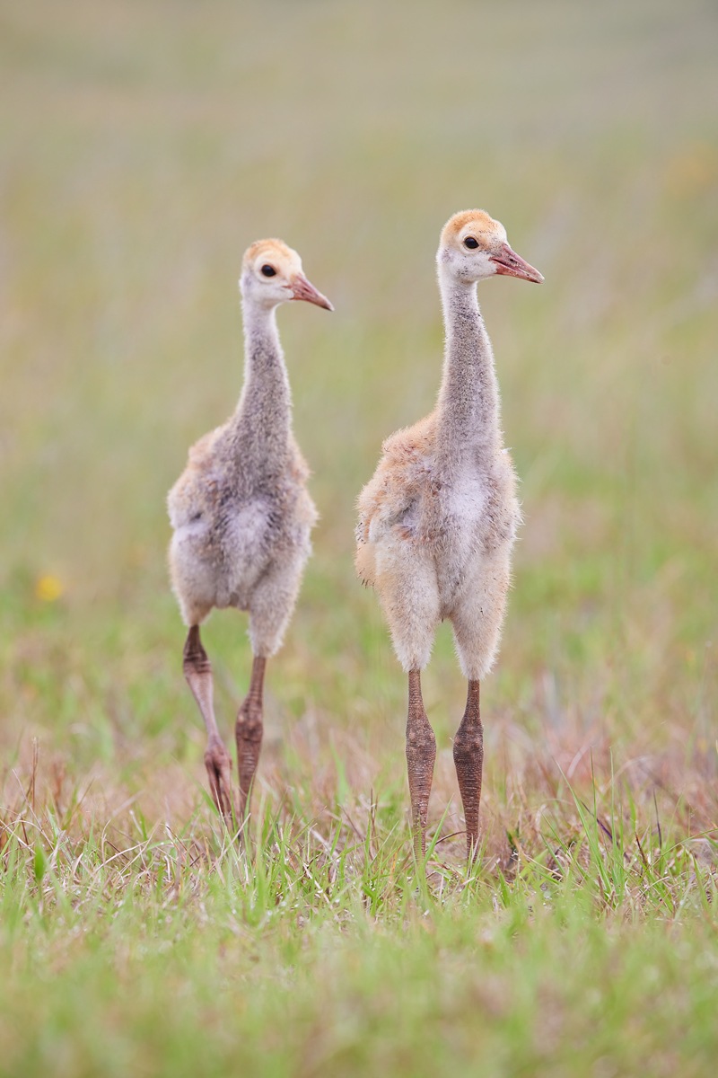 Sandhill-Crane-colts-last-day-_91A7092-Indian-Lake-Estates-FL