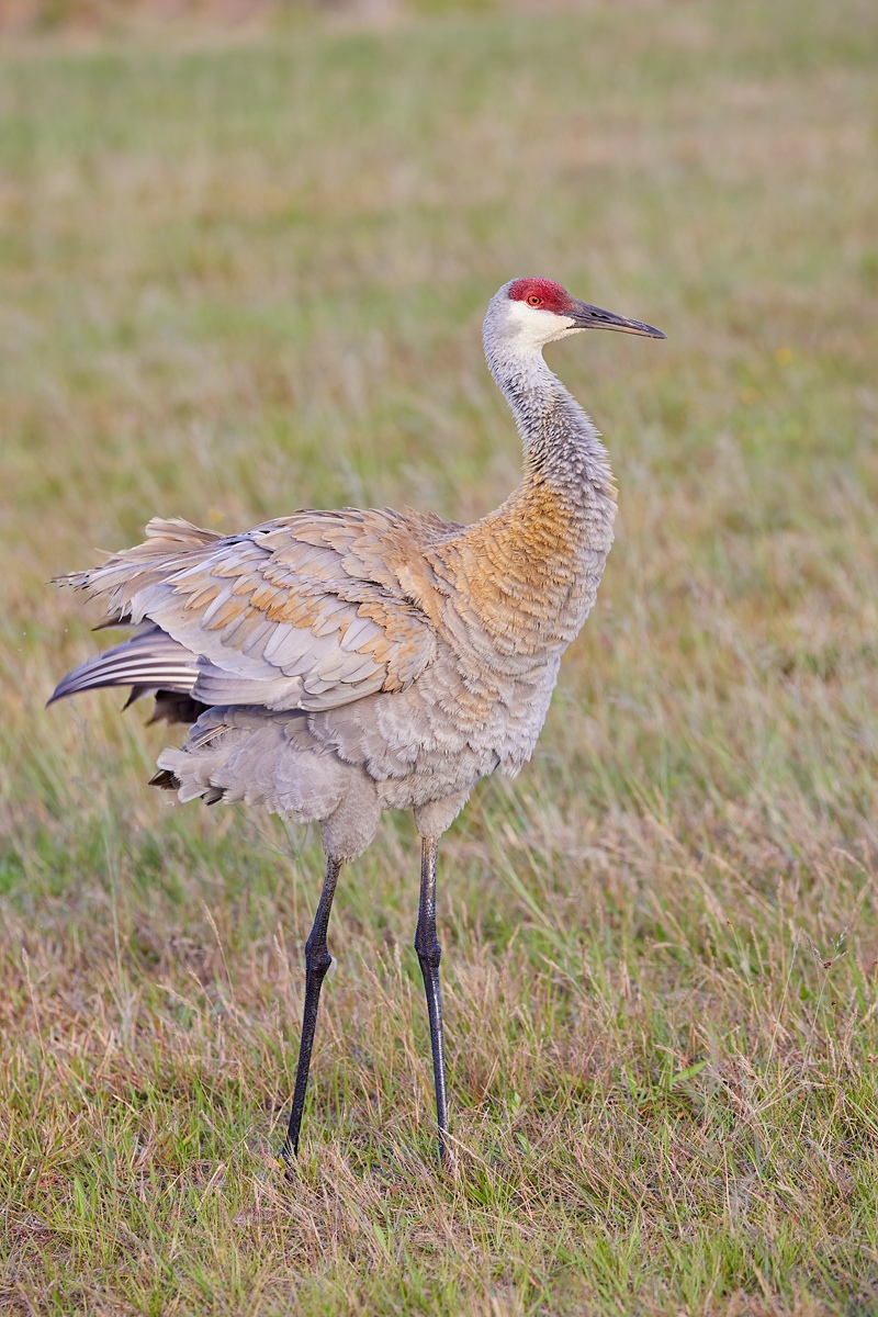 Sandhill-Crane-rufling-_91A8291-Indian-Lake-Estates-FL