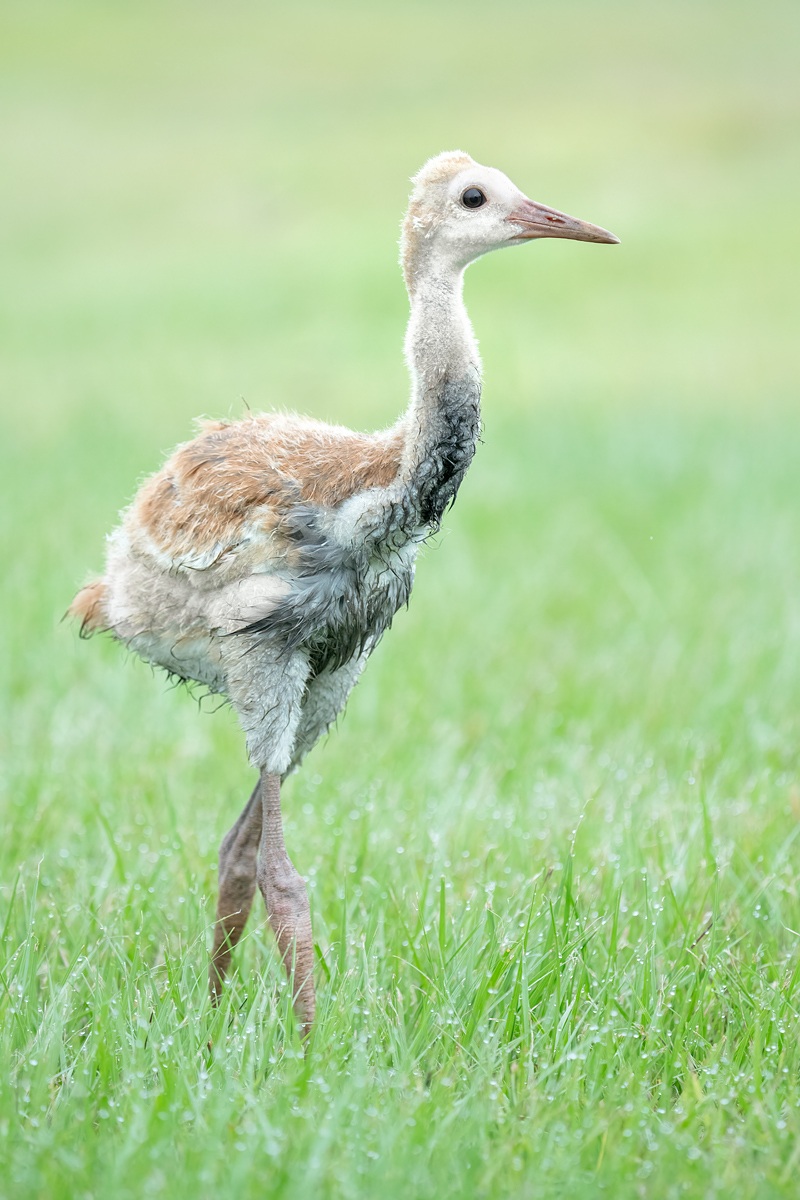 Sandhill-Crane-small-colt-after-rainy-night-_A1B5429-Indian-Lake-Estates-FL