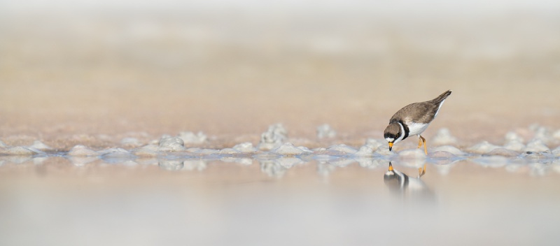 Semiplamated-Plover-foraging-_A1A0774-Indian-Lake-Estates-FL-