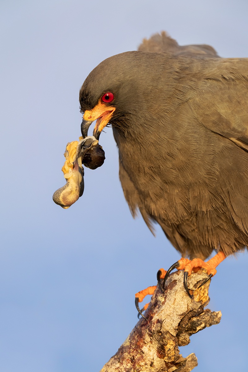 Snail-Kite-w-snail-meat-_A1A7362-Lake-Kissimmee-FL-