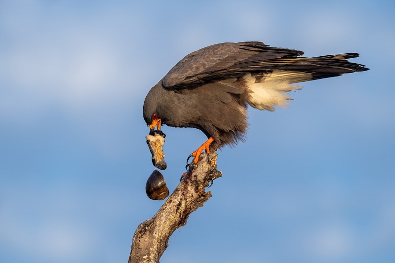 Snail-kite-with-apple-snail-and-falling-shell_A1A5712-Lake-Kissimmee-Florida-USA