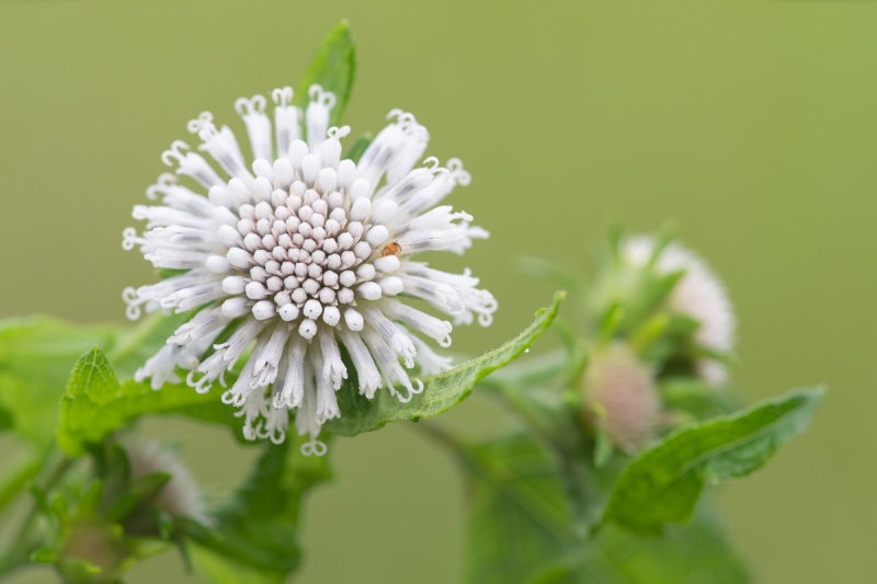 Snow-Squarestem-_A1B4972-Indian-Lake-Estates-FL