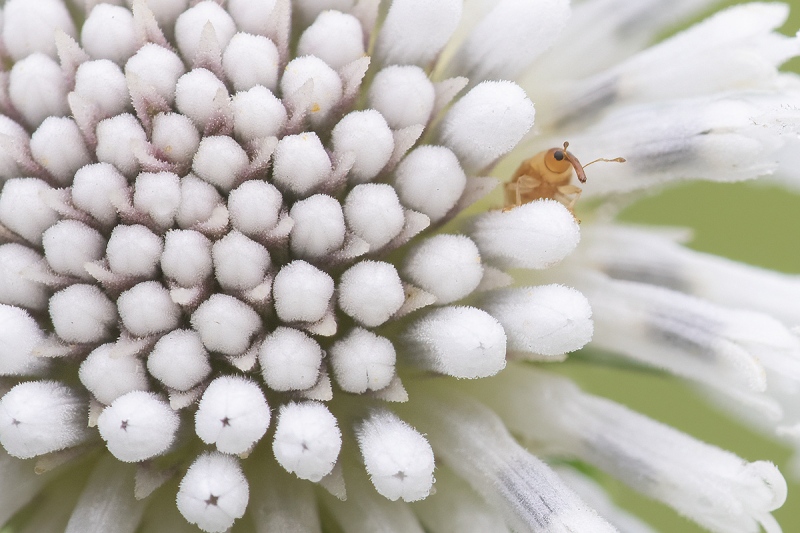 Snow-Squarestem-big-crop-_A1B4972-Indian-Lake-Estates-FL