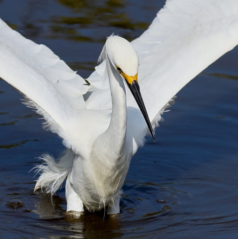 Snowy-Egret-dip-landing-100-Scrn-Capt-1