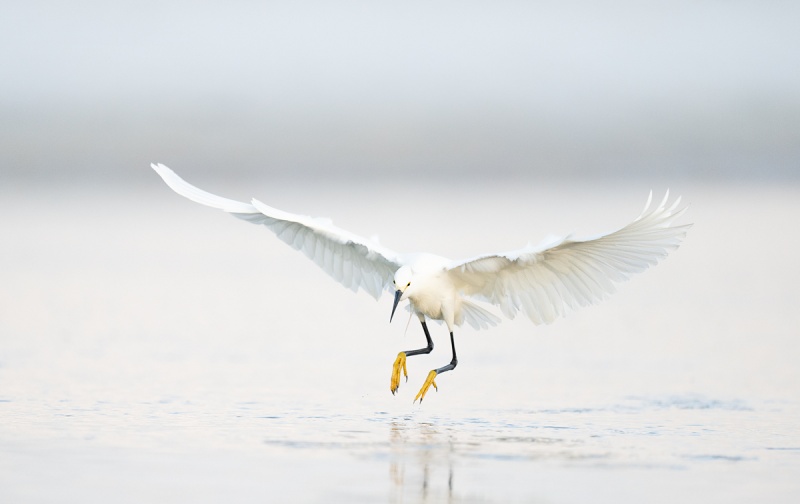 Snowy-Egret-fishing-_A1A0111-Fort-DeSoto-FL-