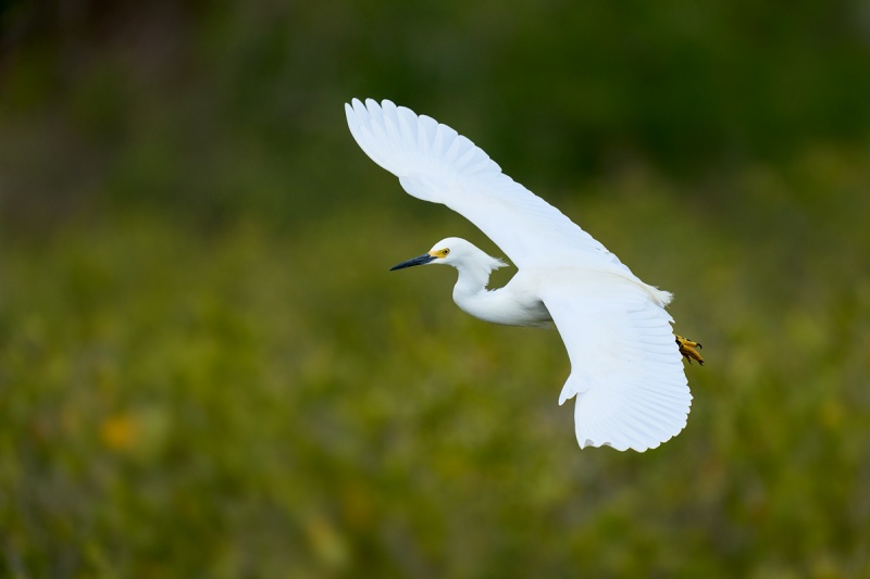 Snowy-Egret-landing-top-shot-_DSC9301-Merritt-Island-NWR-FL-1