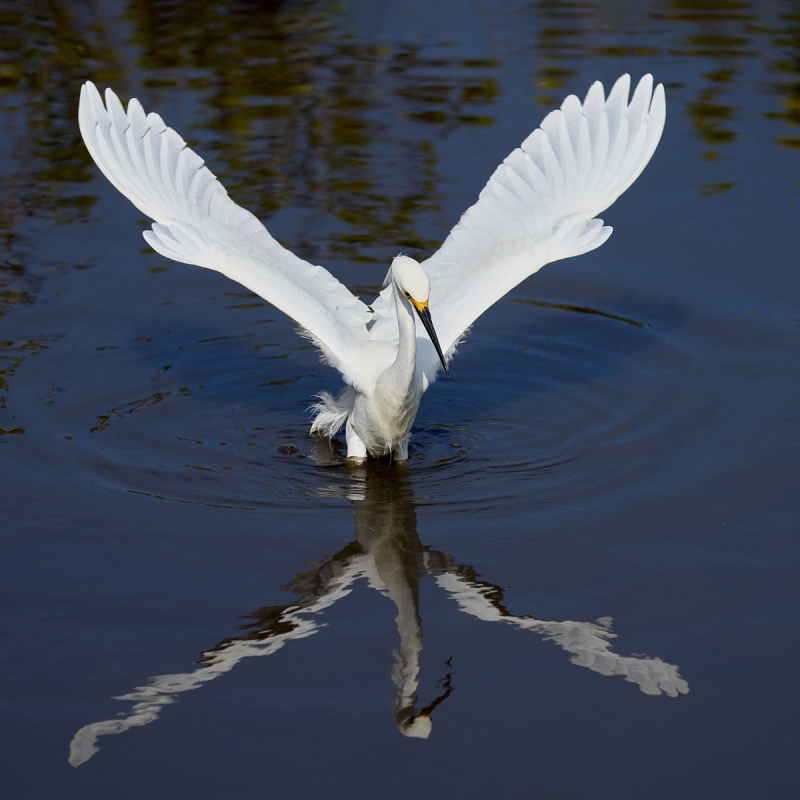 Snowy-Egret-landing-while-dip-feeding-_DSC8871-Merritt-Island-NWR-FL-1