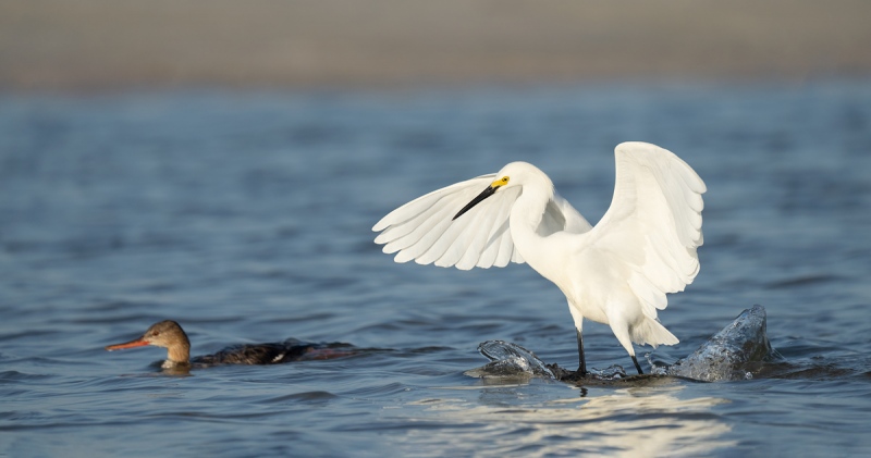 Snowy-Egret-w-Red-breasted-Merganser-_A1A5604-Fort-DeSoto-FL-