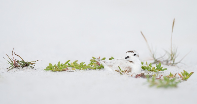 Snowy-Plover-on-nest-_A1A4125-Fort-DeSoto-Park-FL-