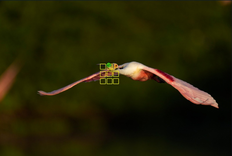 Spoonbill-EM-flight-AF-points-1