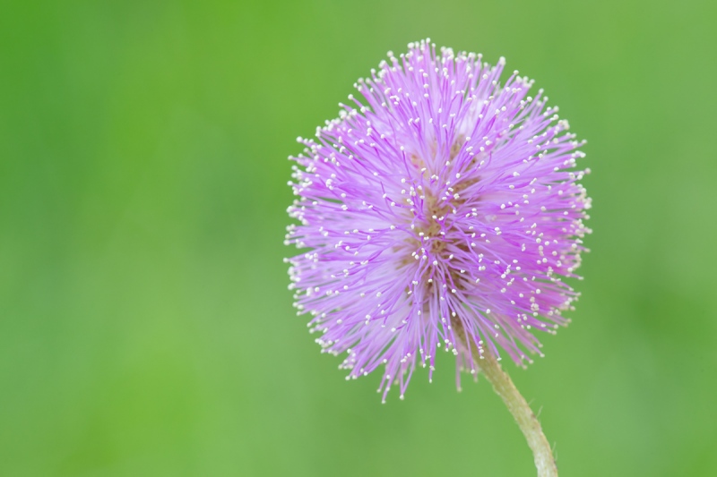 Sunshine-Mimosa-f-16-Mimosa-strigillosa-_A1B0628-Indian-Lake-Estates-FL