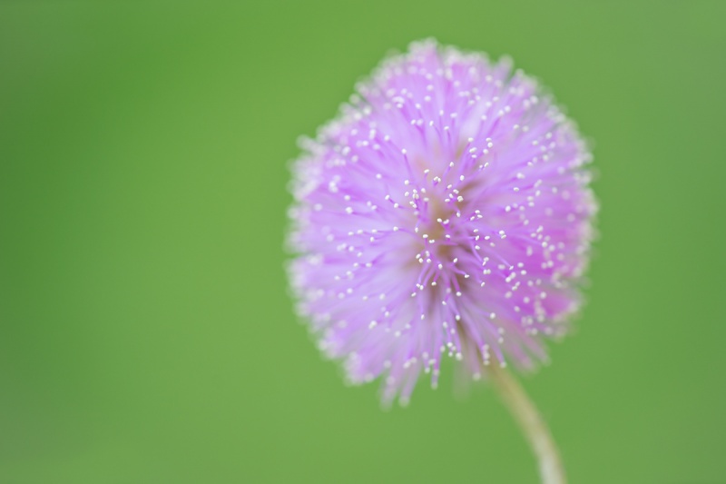 Sunshine-Mimosa-f-3-point-5-Mimosa-strigillosa-_A1B0641-Indian-Lake-Estates-FL