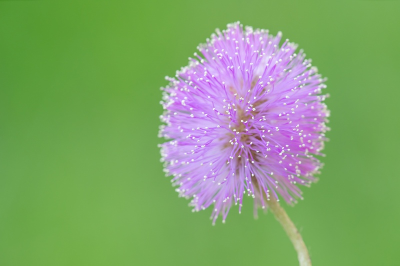 Sunshine-Mimosa-f-8-Mimosa-strigillosa_A1B0634-Indian-Lake-Estates-FL