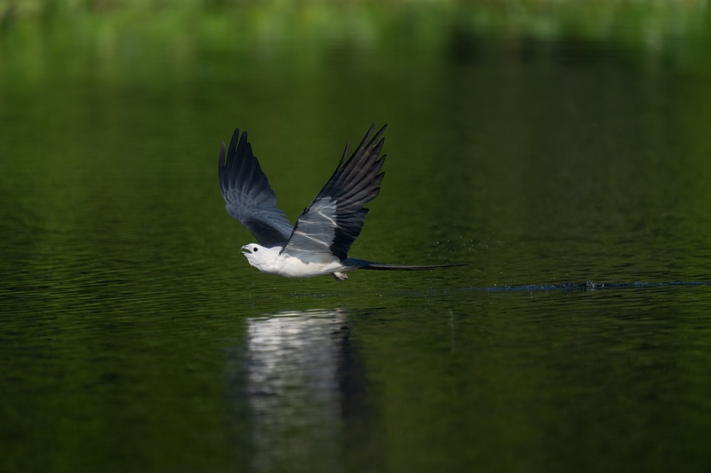 Swallow-tailed-Kite-after-drinking-_A1B1150-Lake-Woodriff-NWR-Deland-FL