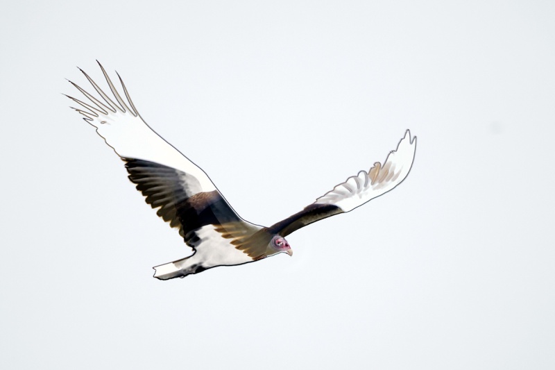 TV-HDR-flight-_91A2178-Indian-Lake-Estates-FL-