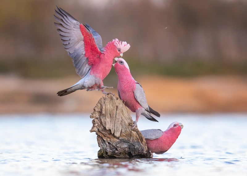 Three-Galahs