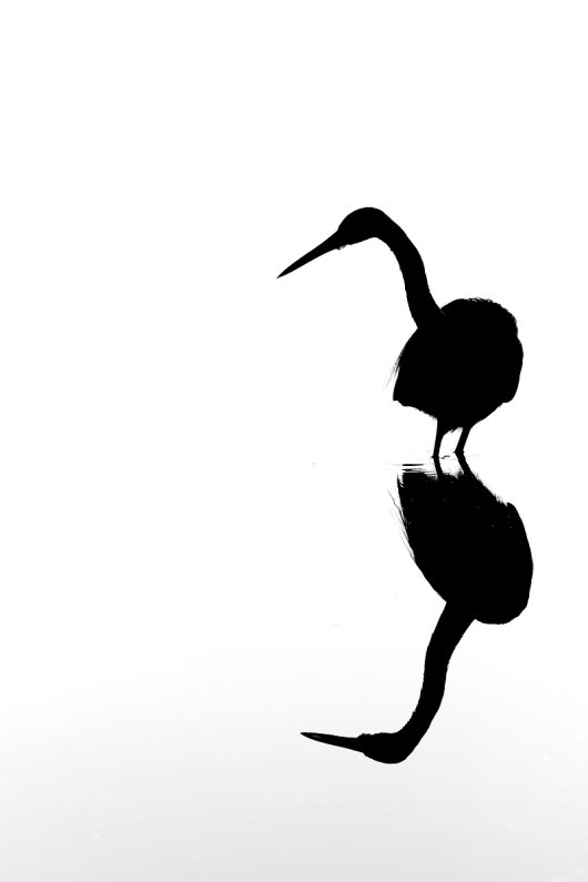 Triclored-Heron-BW-Silhouette_91A0030-Merritt-Island-NWR-FL