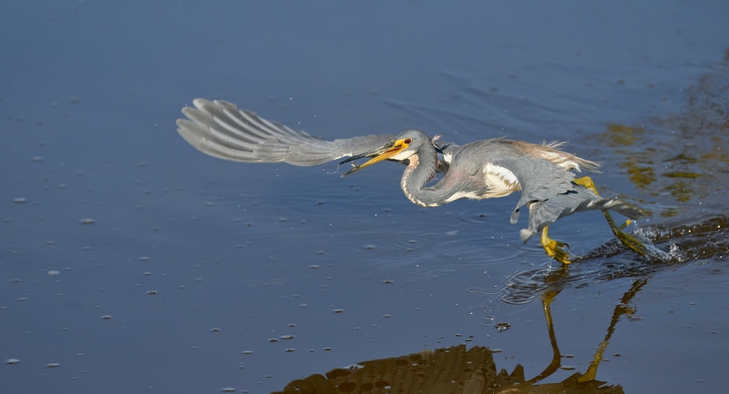 Tricolored-Heron-dip-feeding-and-catching-_A928671-Merritt-Island-NWR-FL