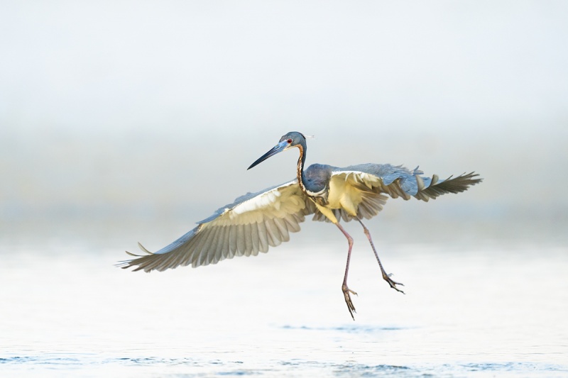 Tricolored-Heron-fishing-in-flight-_A1A0195-Indian-Lake-Estates-FL-