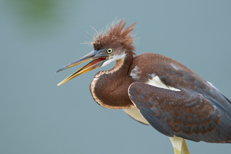 Tricolored-Heron-right-out-of-the-nest-begging-_A1A9723-North-Tampa-FL-