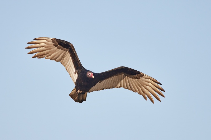 Turkey-Vulture-in-flight-_Q5A0084-Indian-Lake-Estates-FL-2