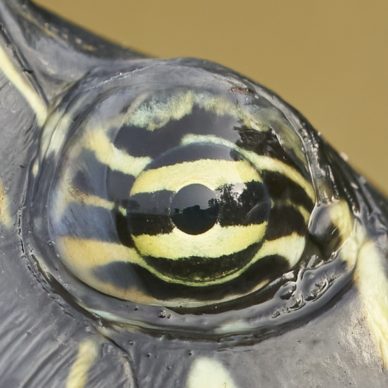 Unsharpened-EYE-Peninsular-Cooter-Pseudemys-peninsular-_A9B8086-Indian-Lake-Estates-FL-1