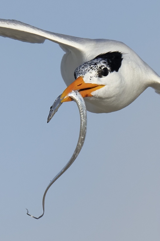 VERT-TIGHT-crop-Royal-Tern-with-cutlassfish-scabbardfish-silvery-hairtail-family-Trichiuridae-for-young-_A1B7483-Jacksonville-FL