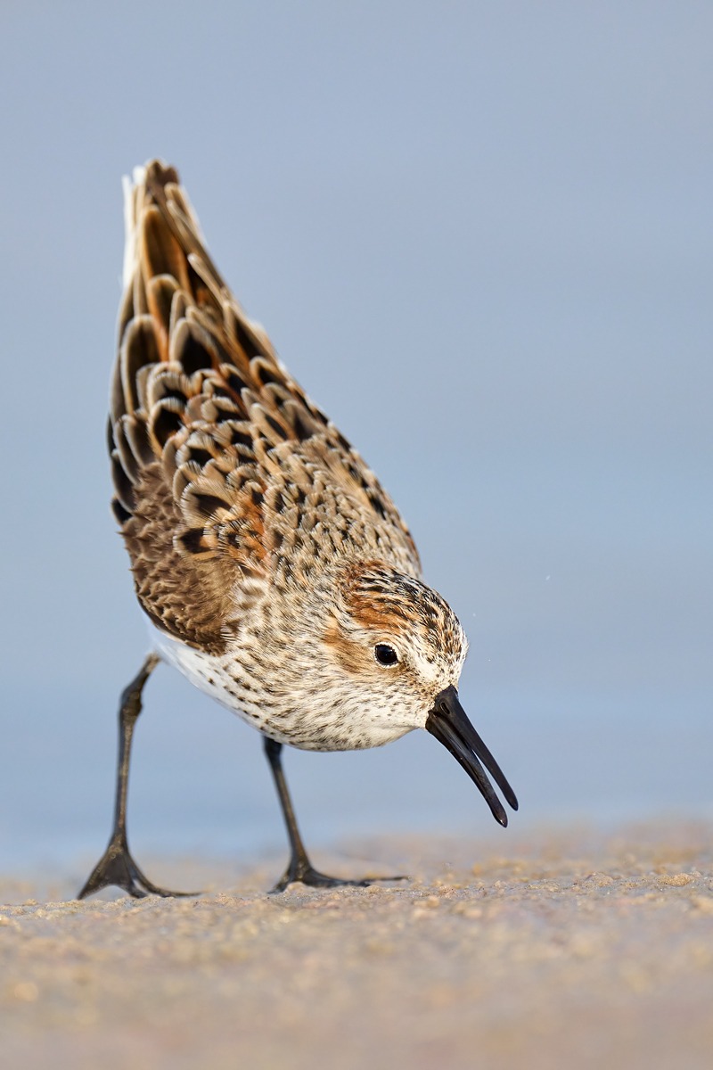 Western-Sandpiper-63MB-file-_A1B9587-Fort-DeSoto-Park-FL