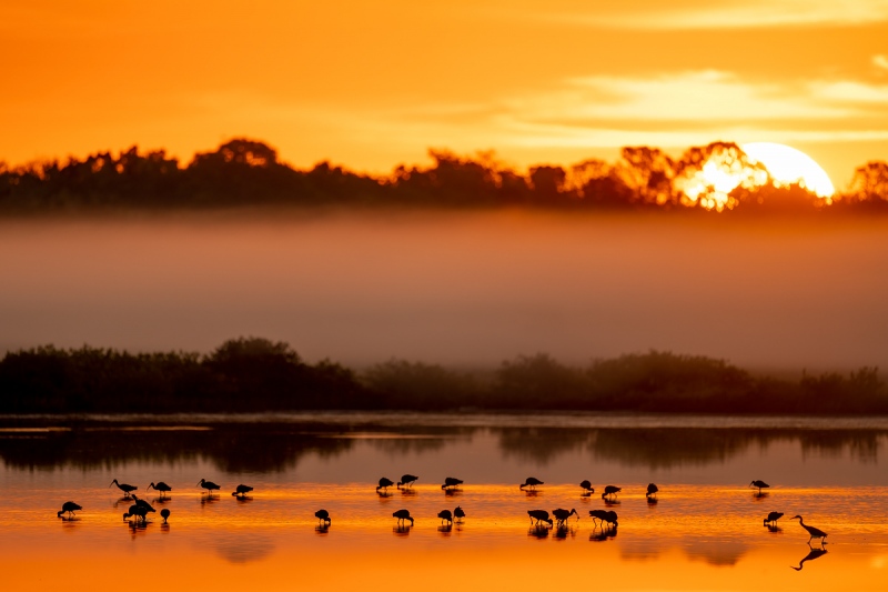White-Ibises-wading-bird-at-sunrise-_DSC6204-Merritt-Island-NWR-FL